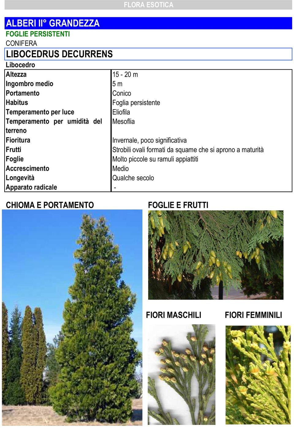 significativa Strobili ovali formati da squame che si aprono a maturità Molto