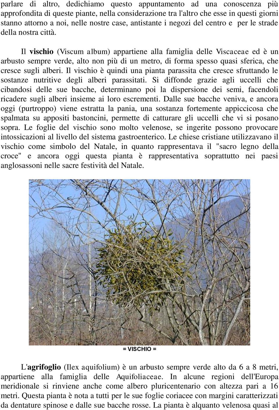 Il vischio (Viscum album) appartiene alla famiglia delle Viscaceae ed è un arbusto sempre verde, alto non più di un metro, di forma spesso quasi sferica, che cresce sugli alberi.
