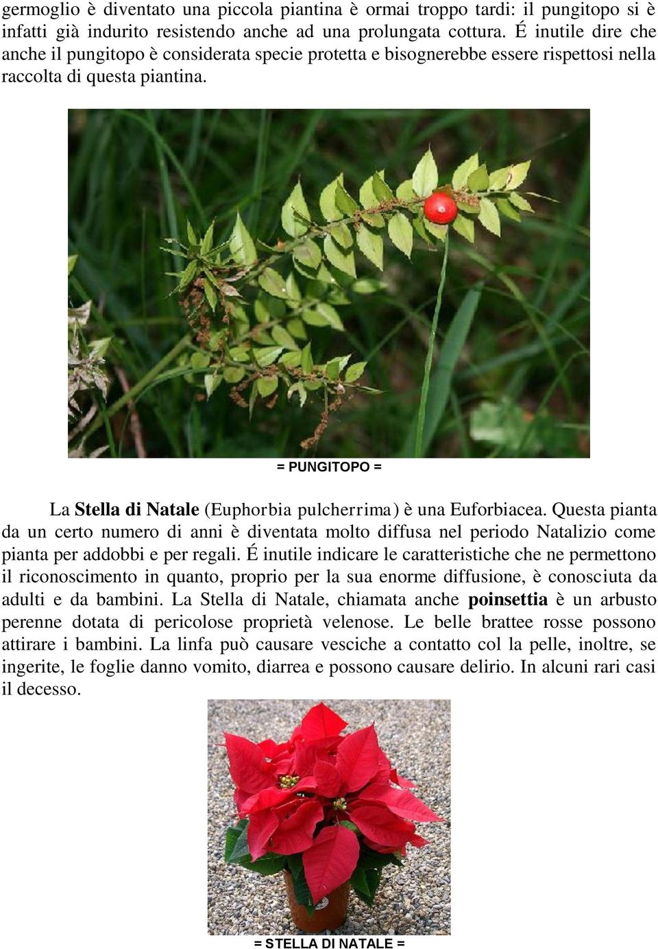 = PUNGITOPO = La Stella di Natale (Euphorbia pulcherrima) è una Euforbiacea.