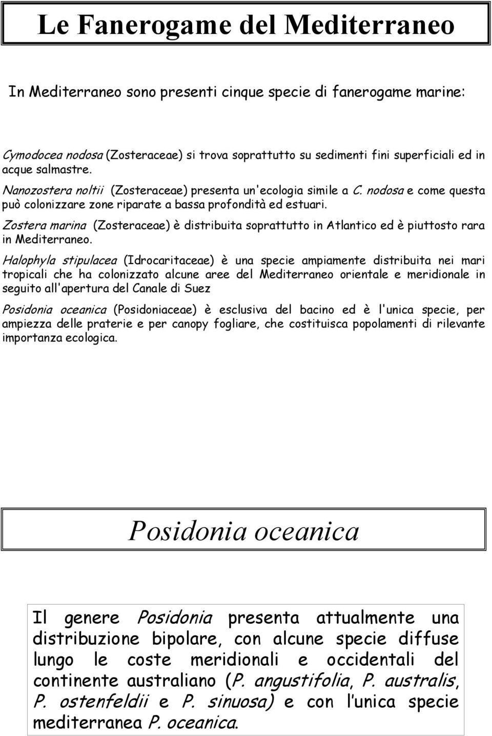 Zostera marina (Zosteraceae) è distribuita soprattutto in Atlantico ed è piuttosto rara in Mediterraneo.