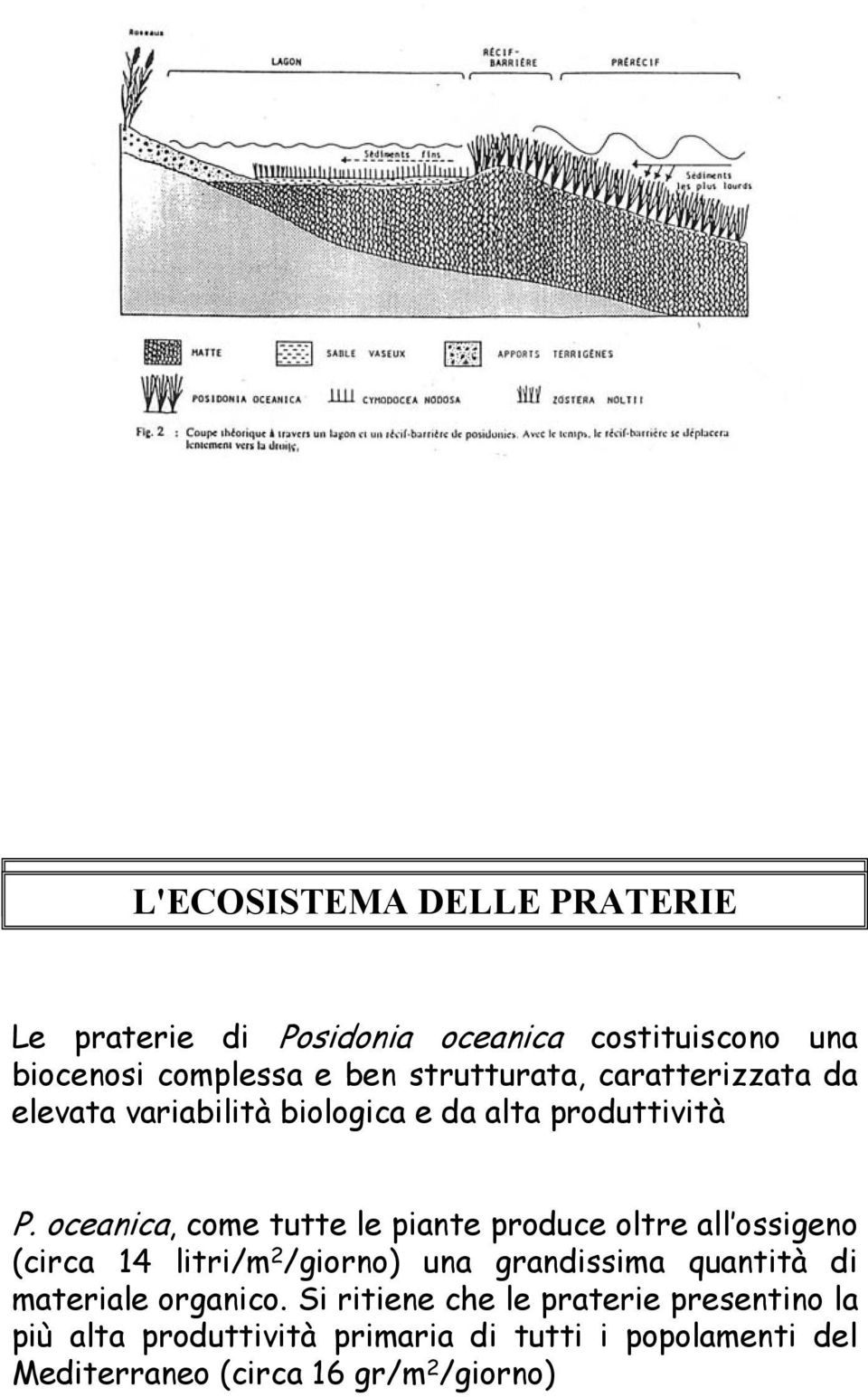 oceanica, come tutte le piante produce oltre all ossigeno (circa 14 litri/m 2 /giorno) una grandissima quantità di