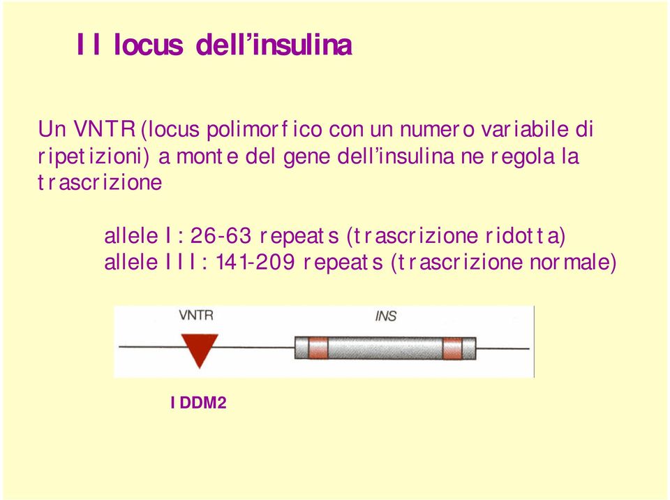 insulina ne regola la trascrizione allele I: 26-63 repeats