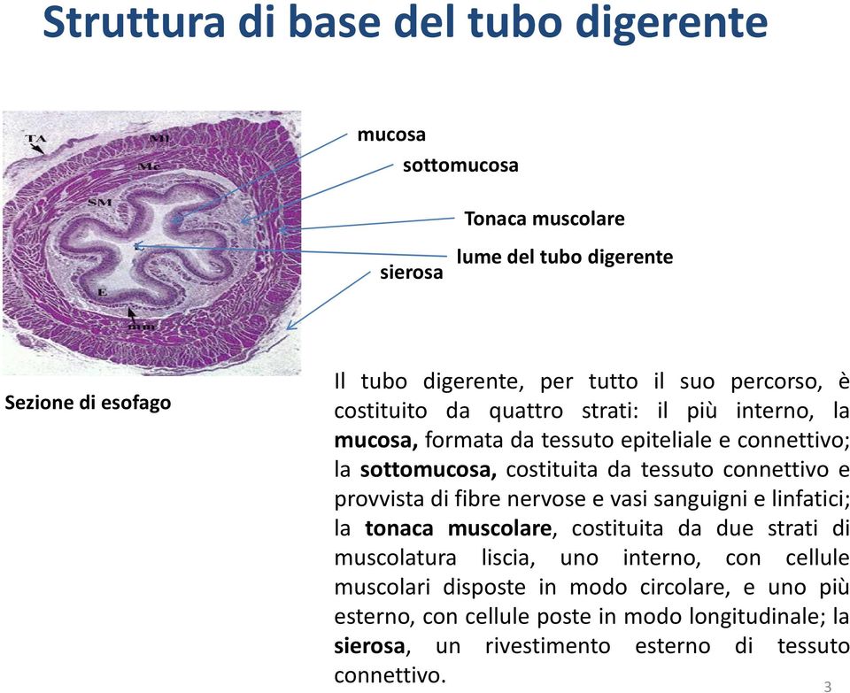 connettivo e provvista di fibre nervose e vasi sanguigni e linfatici; la tonaca muscolare, costituita da due strati di muscolatura liscia, uno interno, con