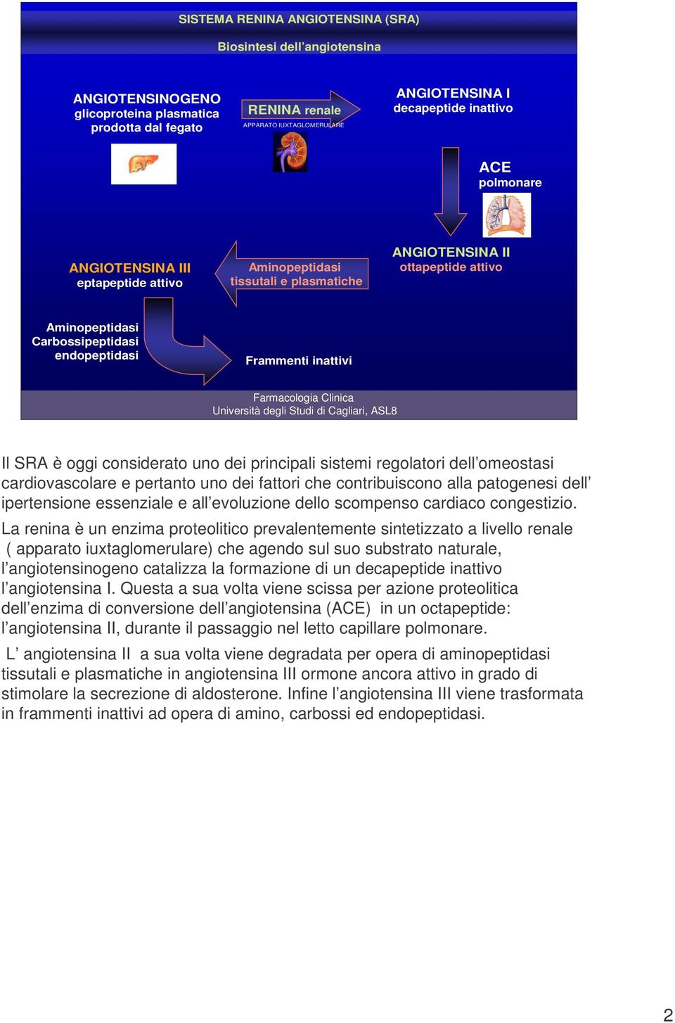 Il SRA è oggi considerato uno dei principali sistemi regolatori dell omeostasi cardiovascolare e pertanto uno dei fattori che contribuiscono alla patogenesi dell ipertensione essenziale e all