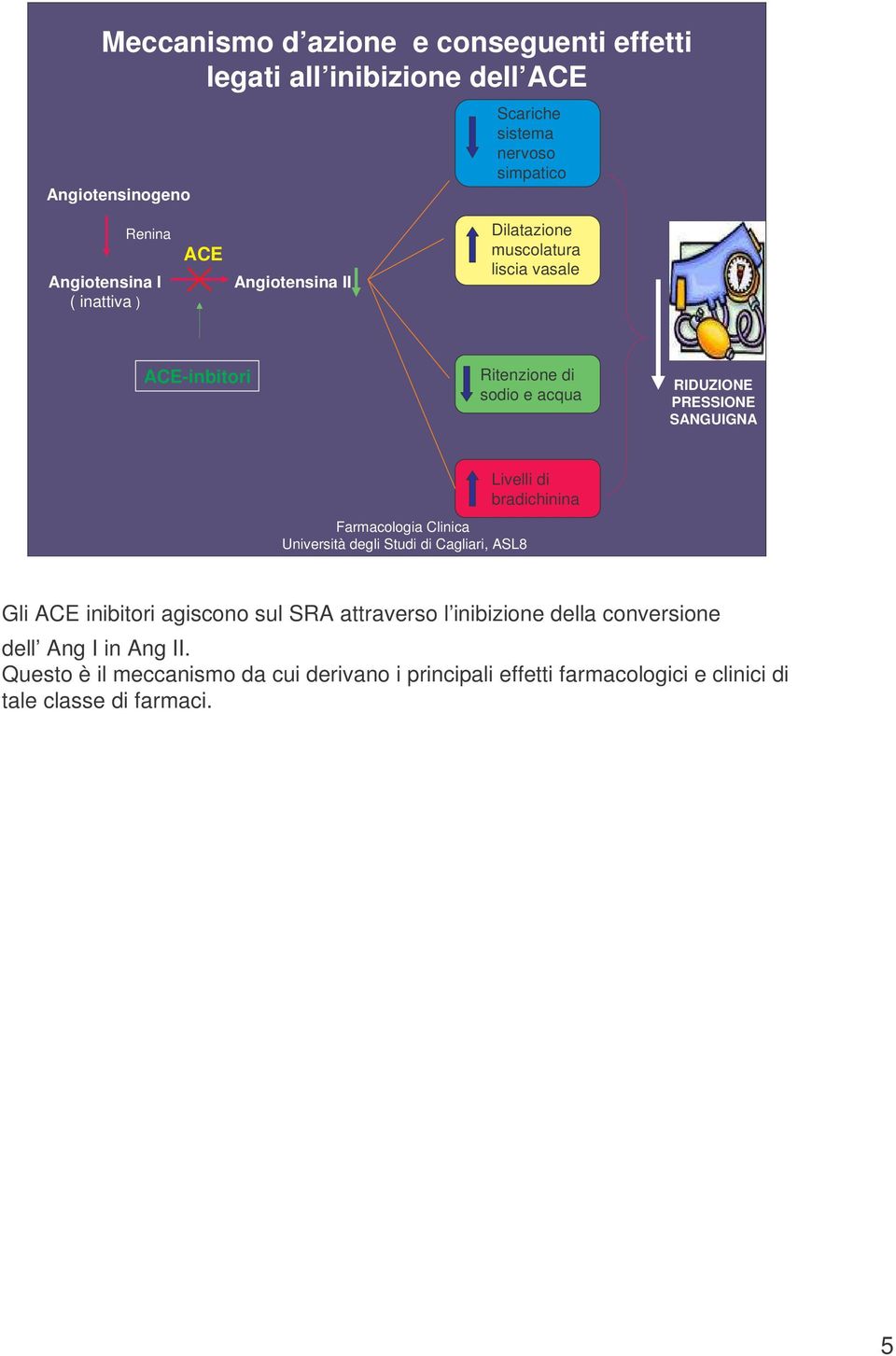 acqua RIDUZIONE PRESSIONE SANGUIGNA Livelli di bradichinina Gli ACE inibitori agiscono sul SRA attraverso l inibizione della
