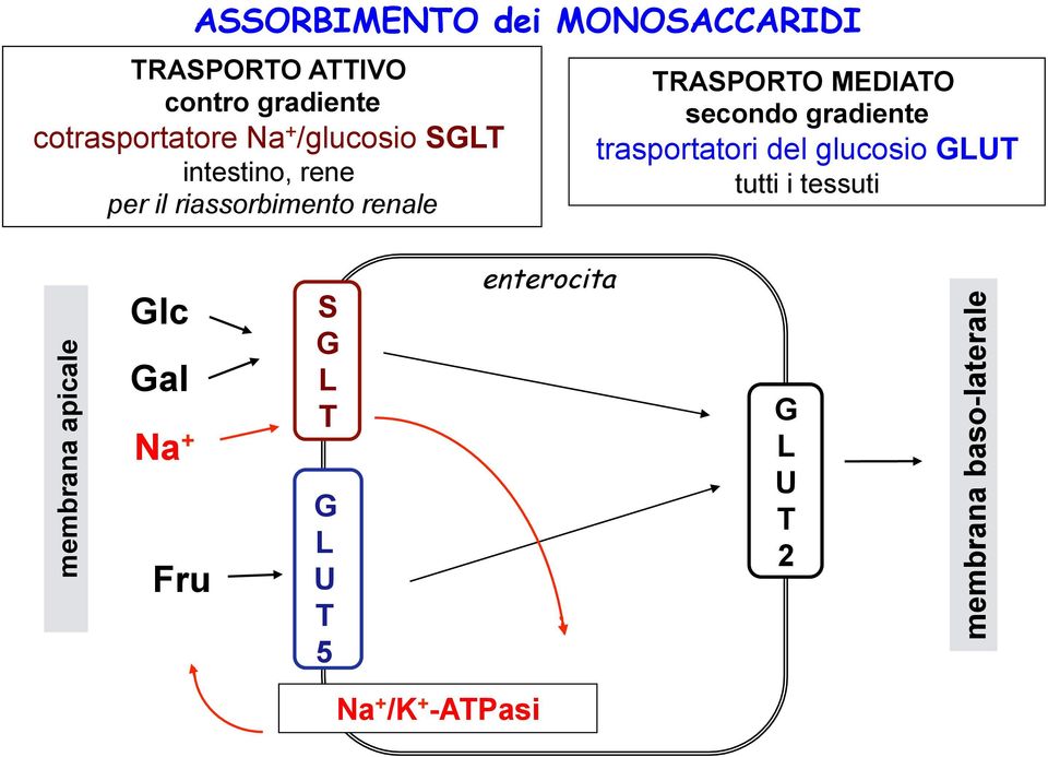 gradiente trasportatori del glucosio GLUT tutti i tessuti membrana apicale Glc Gal Na
