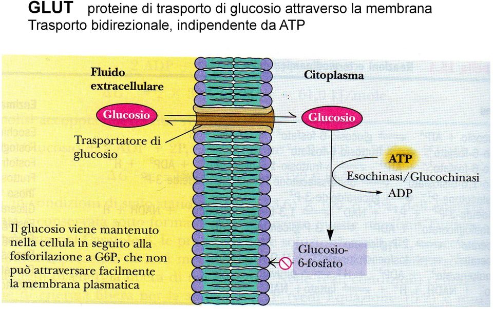 membrana Trasporto