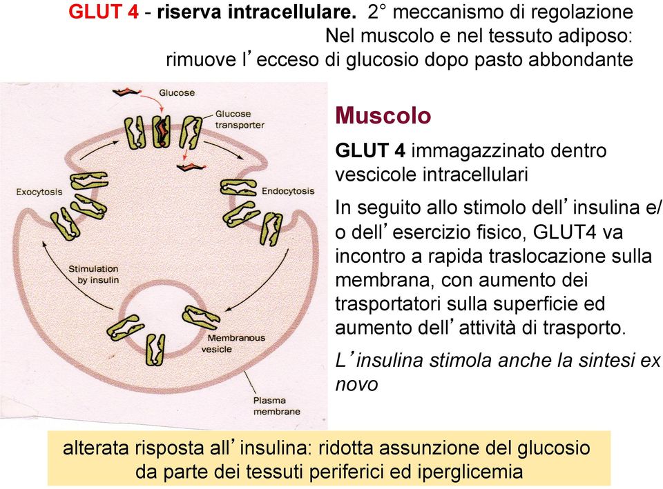 dentro vescicole intracellulari In seguito allo stimolo dell insulina e/ o dell esercizio fisico, GLUT4 va incontro a rapida traslocazione