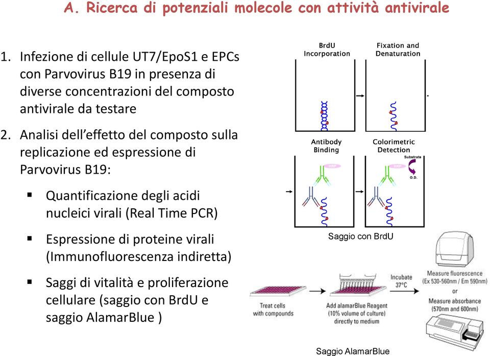 2. Analisi dell effetto del composto sulla replicazione ed espressione di Parvovirus B19: Quantificazione degli acidi nucleici