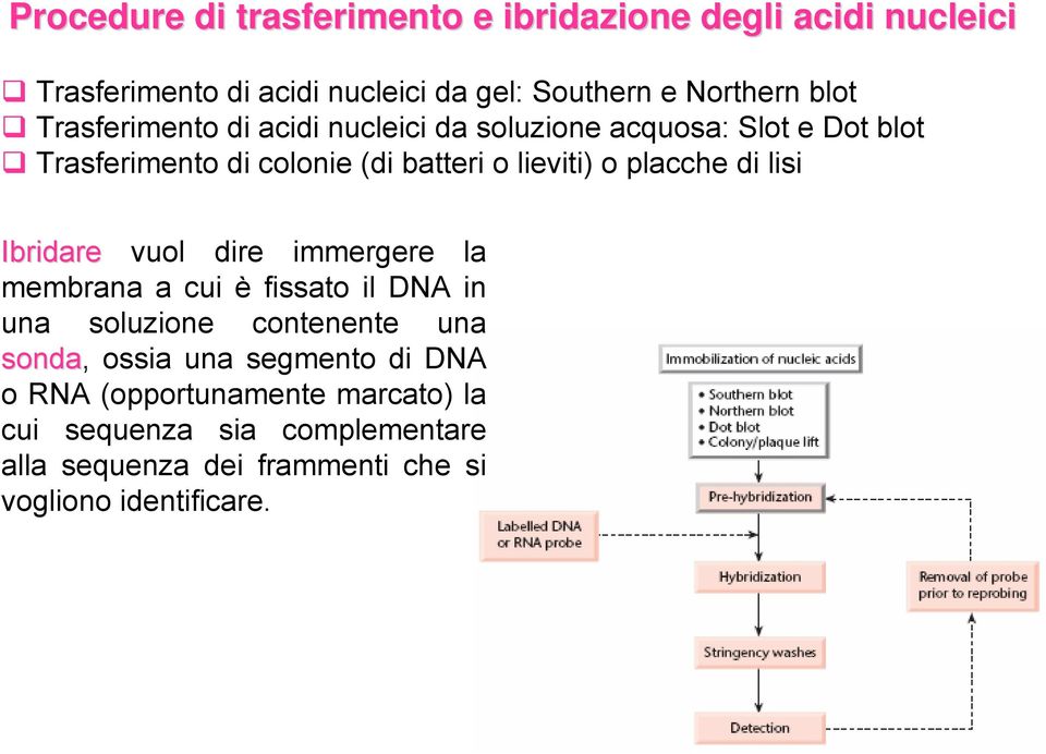 di lisi Ibridare vuol dire immergere la membrana a cui è fissato il DNA in una soluzione contenente una sonda, ossia una