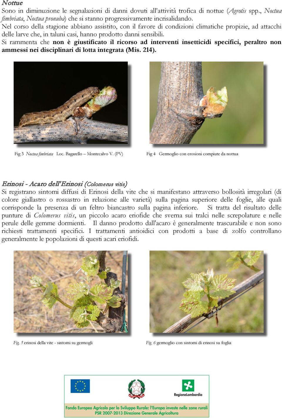 Si rammenta che non è giustificato il ricorso ad interventi insetticidi specifici, peraltro non ammessi nei disciplinari di lotta integrata (Mis. 214). Fig 3 Noctua fimbriata Loc.