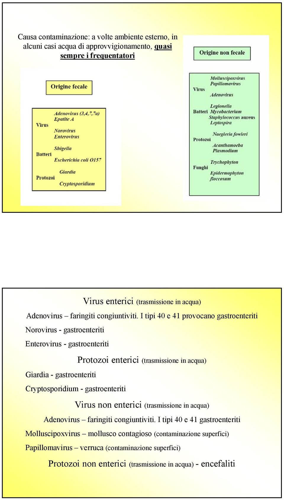 I tipi 40 e 41 provocano gastroenteriti Norovirus - gastroenteriti Enterovirus - gastroenteriti Protozoi enterici (trasmissione in acqua) Giardia - gastroenteriti