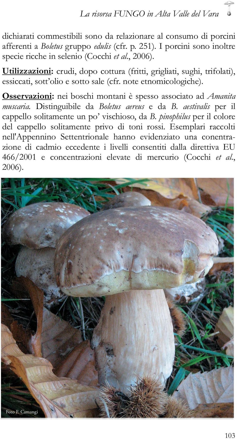 note etnomicologiche). Osservazioni: nei boschi montani è spesso associato ad Amanita muscaria. Distinguibile da Boletus aereus e da B. aestivalis per il cappello solitamente un po vischioso, da B.