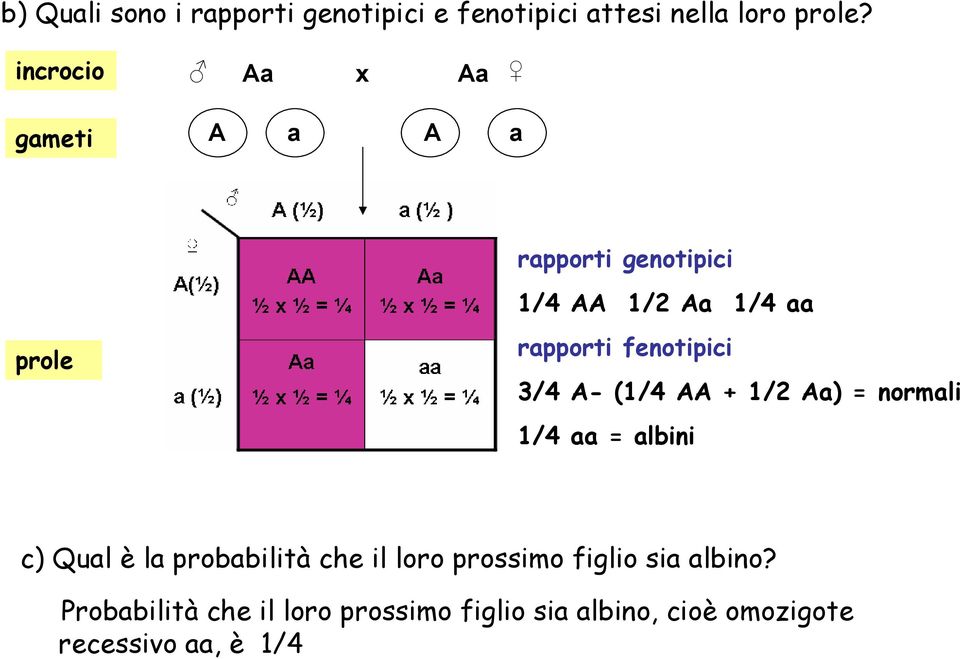 fenotipici 3/4 A- (1/4 AA + 1/2 Aa) = normali 1/4 aa = albini c) Qual è la probabilità che il
