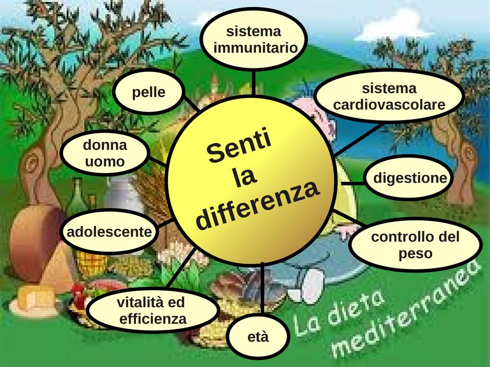 sistema cardiovascolare digestione