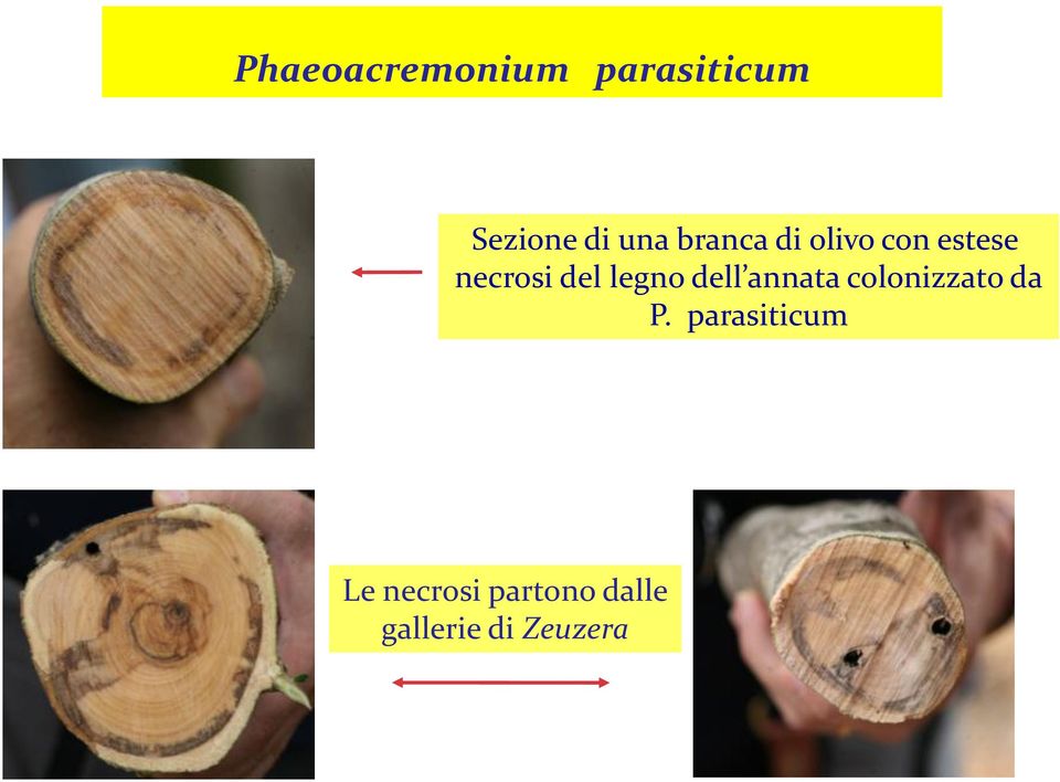 legno dell annata colonizzato da P.