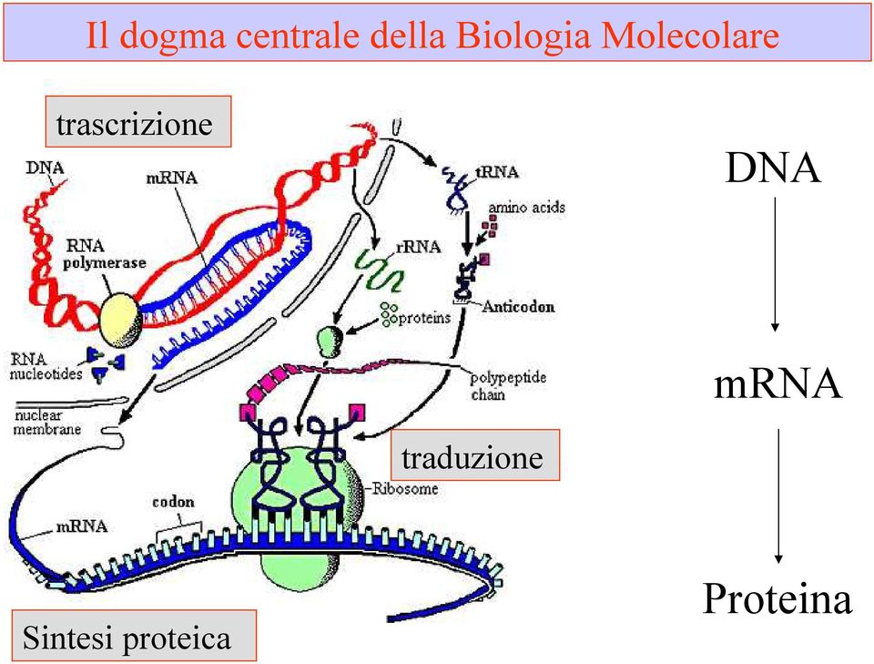 trascrizione DNA mrna