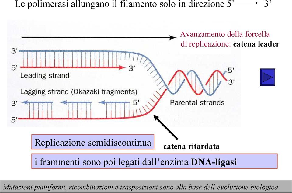 ritardata i frammenti sono poi legati dall enzima DNA-ligasi Mutazioni