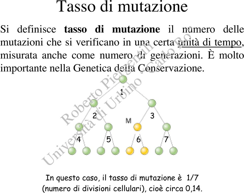 generazioni. È molto importante nella Genetica della Conservazione.