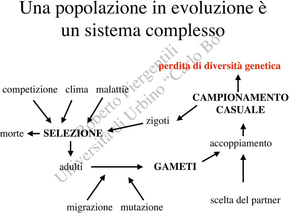 perdita di diversità genetica zigoti GAMETI