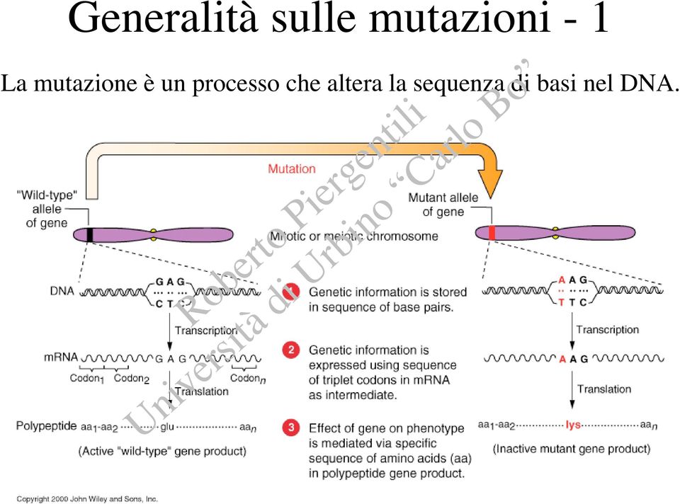 mutazione è un processo