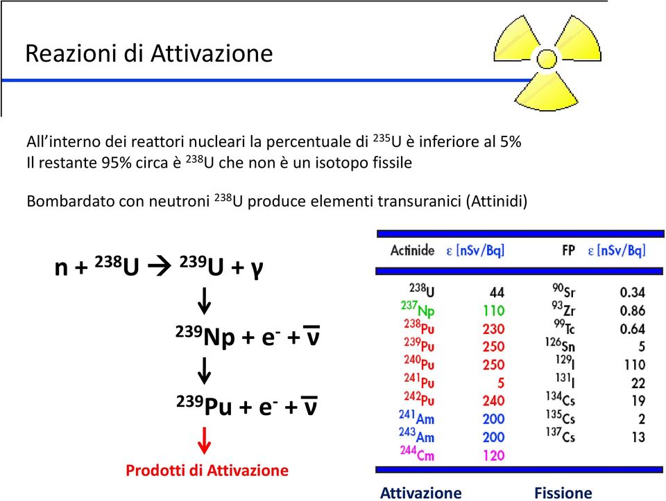 Bombardato con neutroni 238 U produce elementi transuranici (Attinidi) n + 238 U