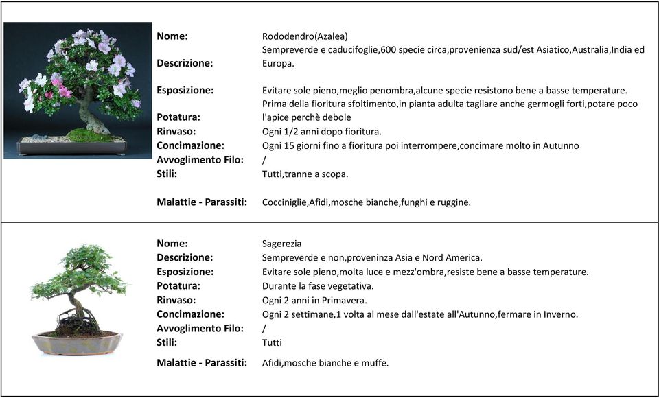 Prima della fioritura sfoltimento,in pianta adulta tagliare anche germogli forti,potare poco l'apice perchè debole Ogni 1/2 anni dopo fioritura.