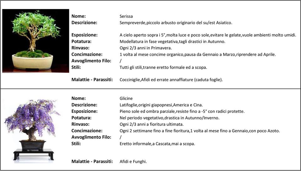 / Tutti gli stili,tranne eretto formale ed a scopa. Cocciniglie,Afidi ed errate annaffiature (caduta foglie). Glicine Latifoglie,origini giapopnesi,america e Cina.