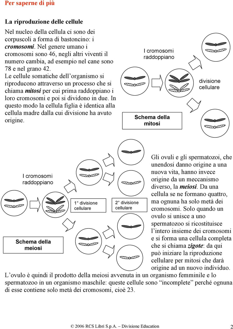 Le cellule somatiche dell organismo si riproducono attraverso un processo che si chiama mitosi per cui prima raddoppiano i loro cromosomi e poi si dividono in due.