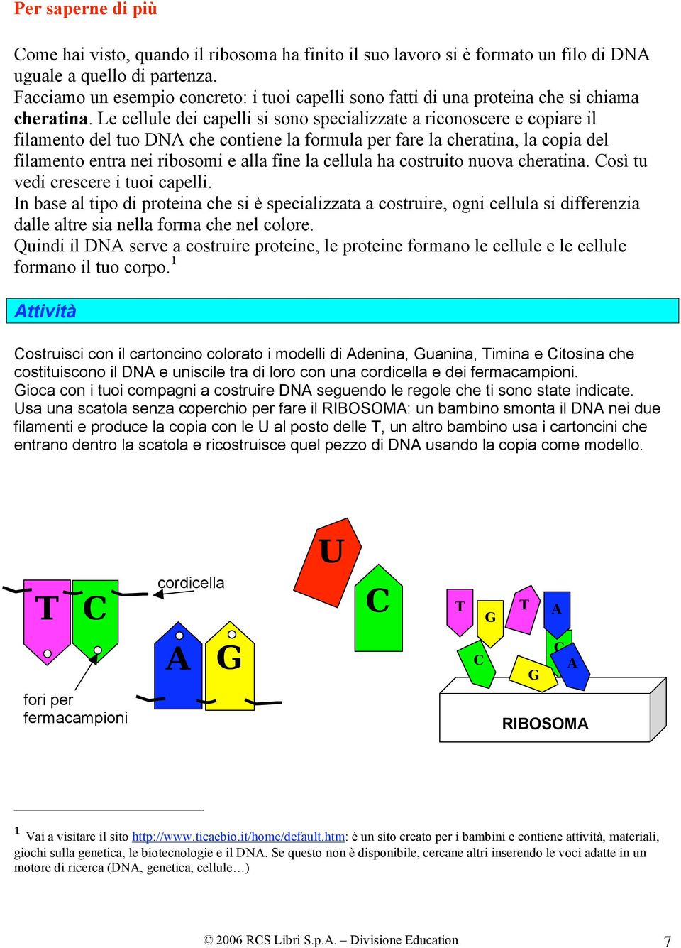 Le cellule dei capelli si sono specializzate a riconoscere e copiare il filamento del tuo DN che contiene la formula per fare la cheratina, la copia del filamento entra nei ribosomi e alla fine la