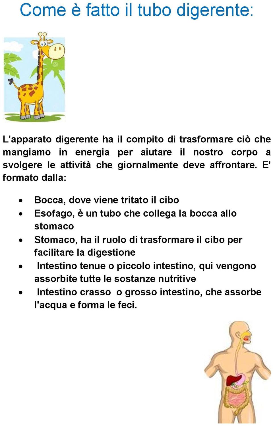 E' formato dalla: Bocca, dove viene tritato il cibo Esofago, è un tubo che collega la bocca allo stomaco Stomaco, ha il ruolo di