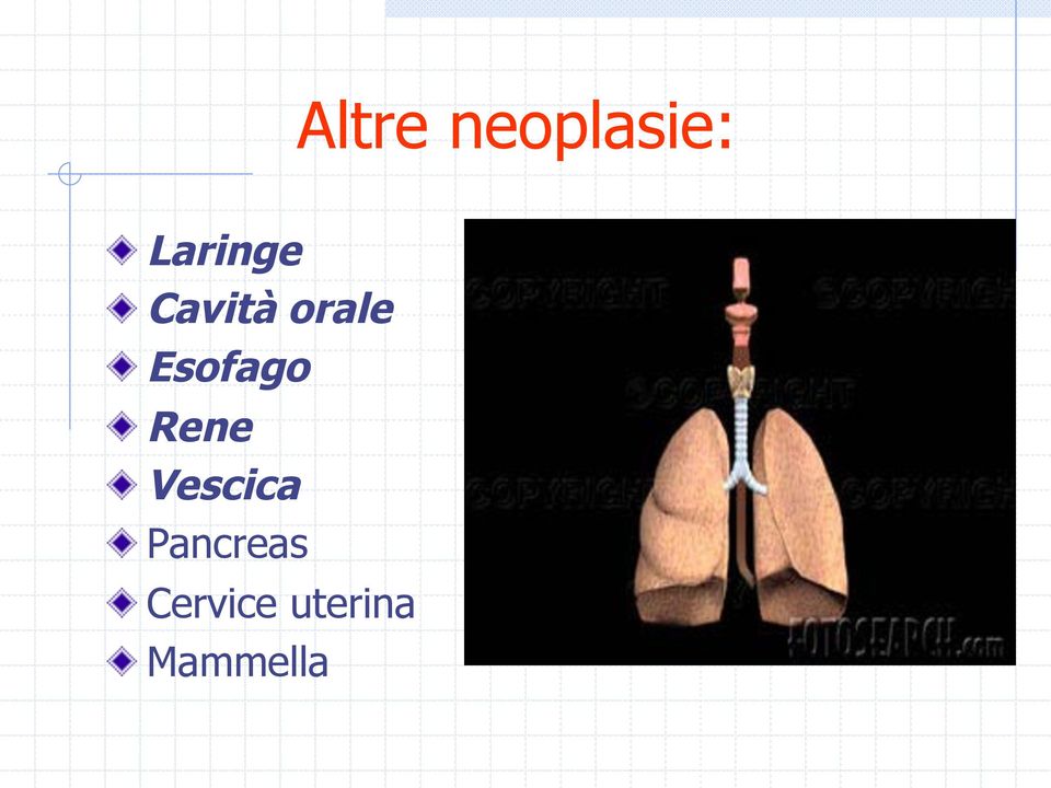 Pancreas! Cervice uterina!