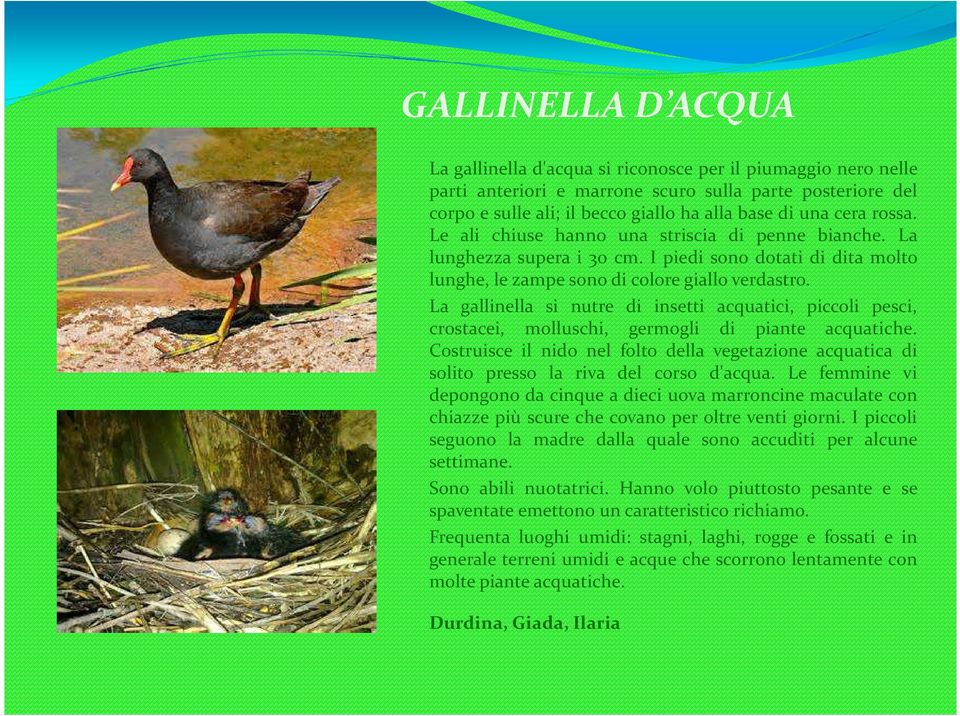 La gallinella si nutre di insetti acquatici, piccoli pesci, crostacei, molluschi, germogli di piante acquatiche.