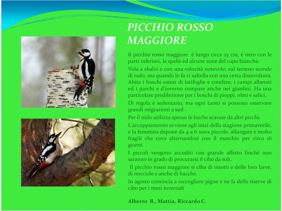 Abita i boschi estesi di latifoglie e conifere, i campi alberati ed i parchi e d'inverno compare anche nei giardini. Ha una particolare predilezione per i boschi di pioppi, olmi e salici.