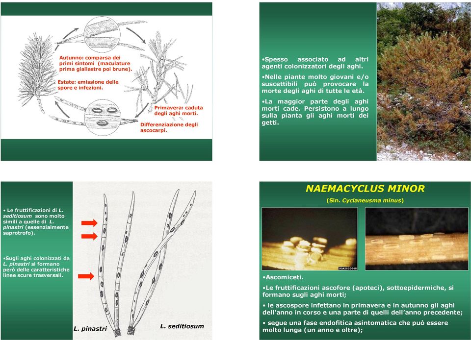 Persistono a lungo sulla pianta gli aghi morti dei getti. Le fruttificazioni di L. seditiosum sono molto simili a quelle di L. pinastri (essenzialmente saprotrofo). NAEMACYCLUS MINOR (Sin.