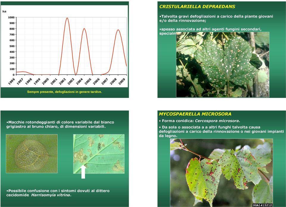 Macchie rotondeggianti di colore variabile dal bianco grigiastro al bruno chiaro, di dimensioni variabili. MYCOSPAERELLA MICROSORA Forma conidica: Cercospora microsora.