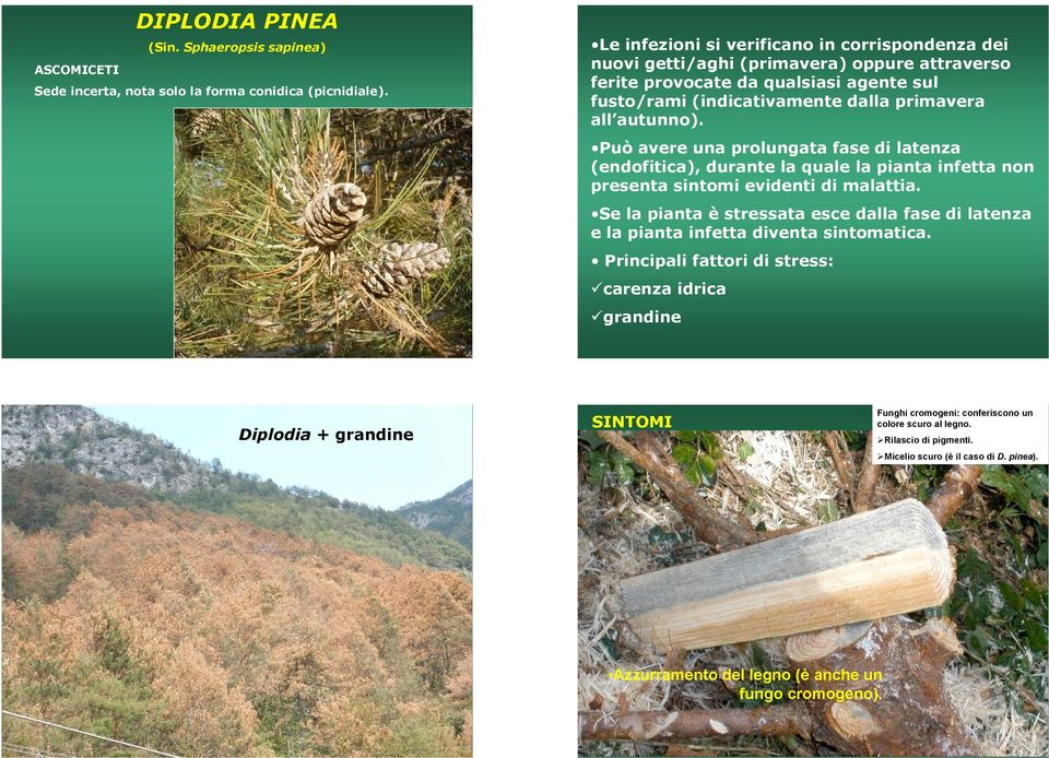 Può avere una prolungata fase di latenza (endofitica), durante la quale la pianta infetta non presenta sintomi evidenti di malattia.