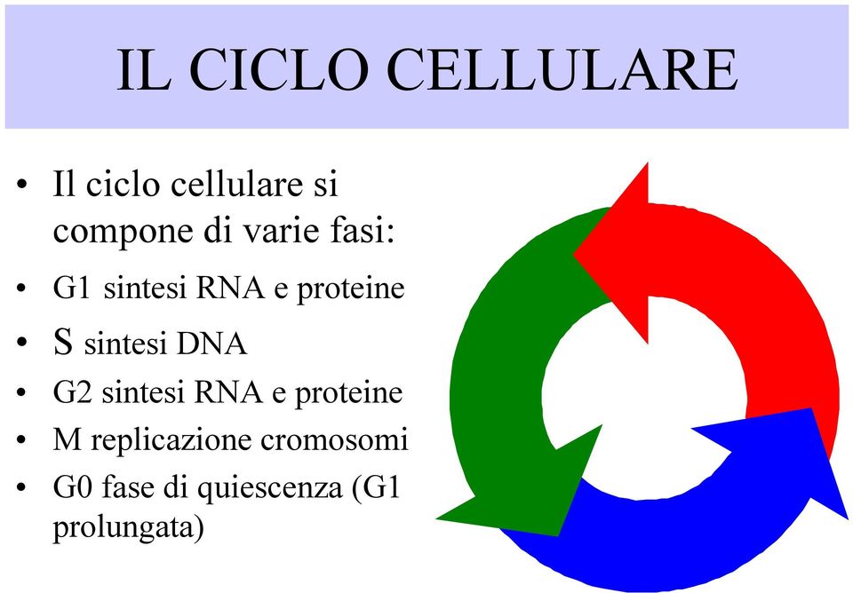 proteine S sintesi DNA G2 sintesi RNA e