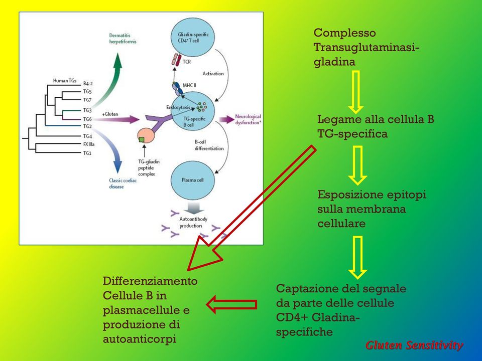 Differenziamento Cellule B in plasmacellule e produzione di