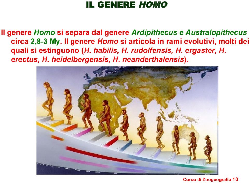 Il genere Homo si articola in rami evolutivi, molti dei quali si