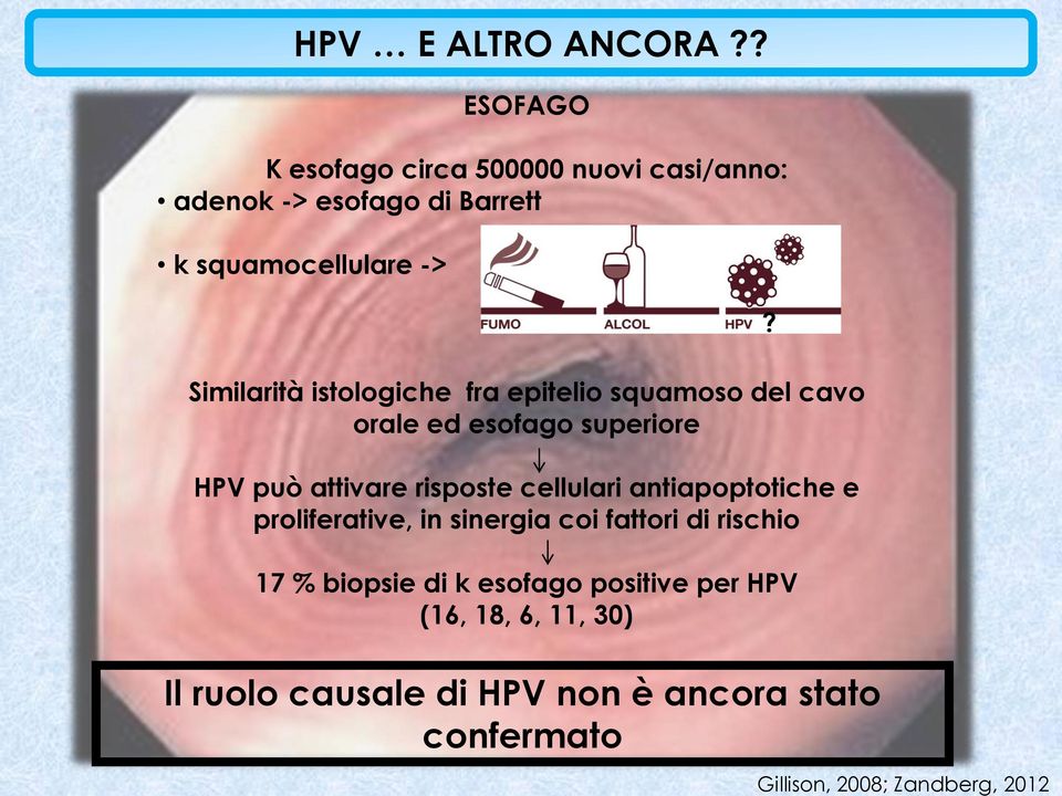 istologiche fra epitelio squamoso del cavo orale ed esofago superiore HPV può attivare risposte cellulari