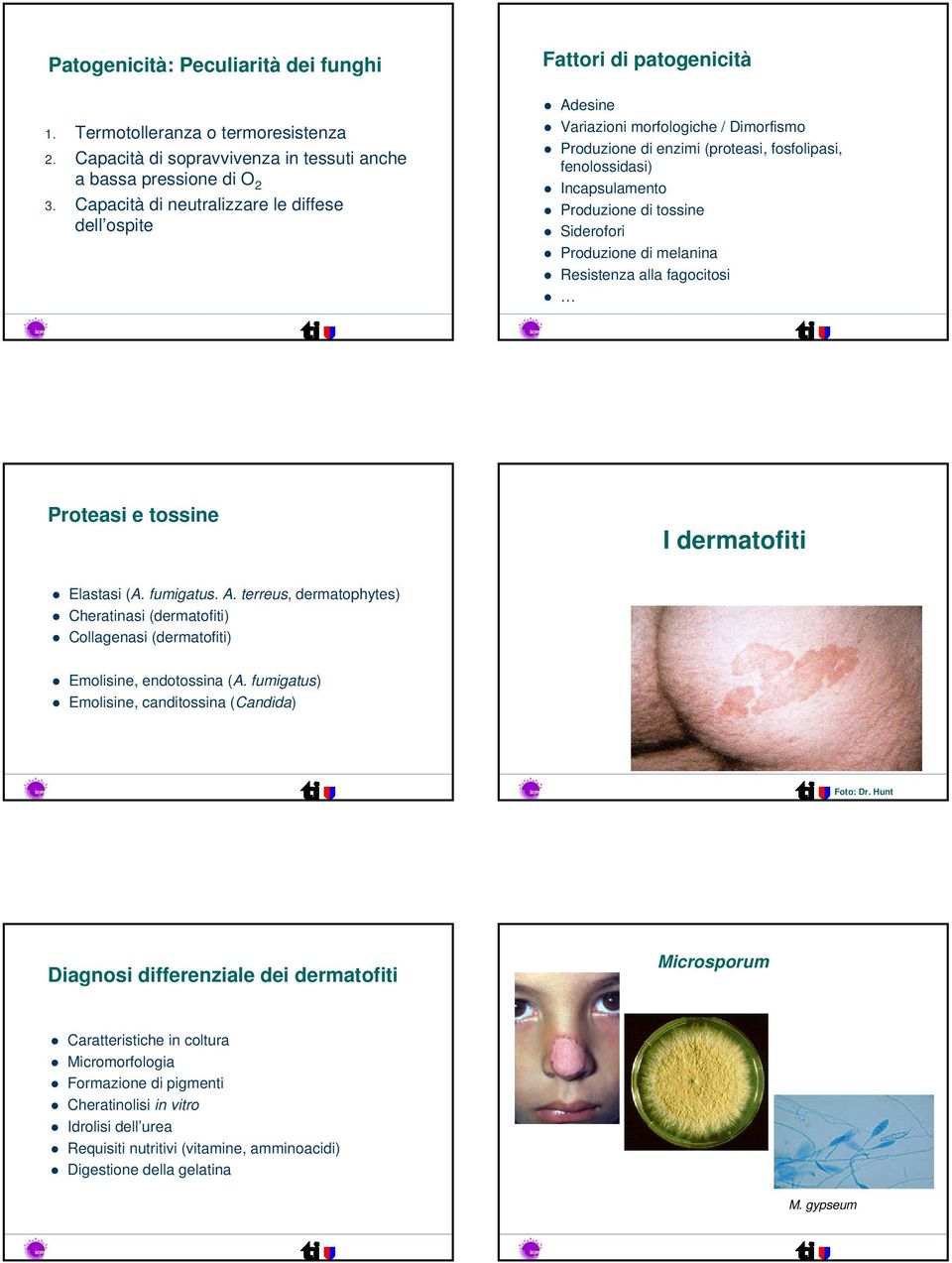 Produzione di tossine Siderofori Produzione di melanina Resistenza alla fagocitosi Proteasi e tossine I dermatofiti Elastasi (A. fumigatus. A.