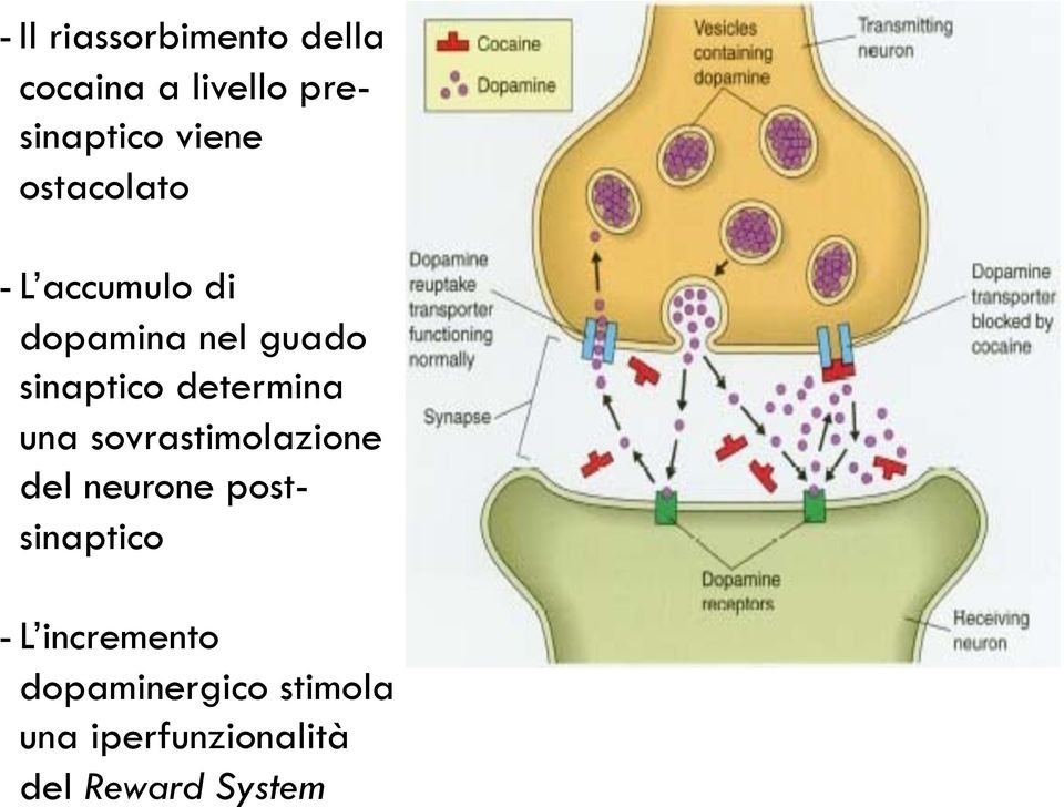 determina una sovrastimolazione del neurone postsinaptico - L