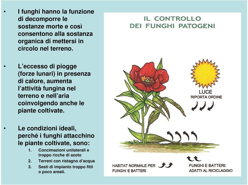 L eccesso di piogge (forze lunari) in presenza di calore, aumenta l attività fungina nel terreno e nell aria coinvolgendo