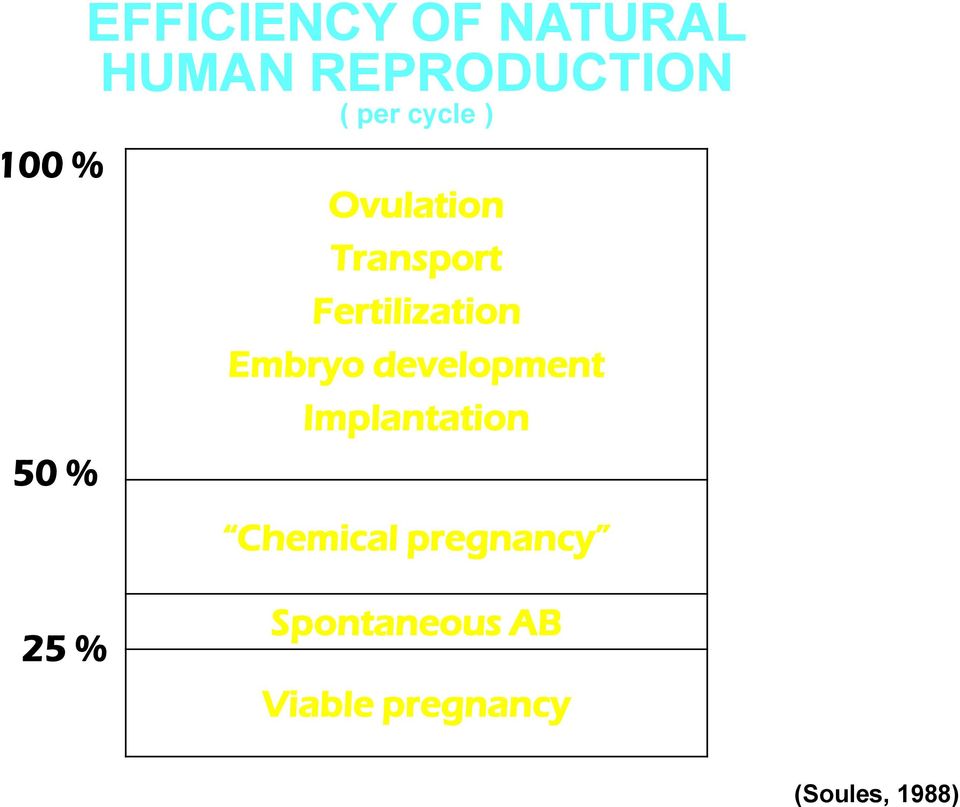 Fertilization Embryo development Implantation