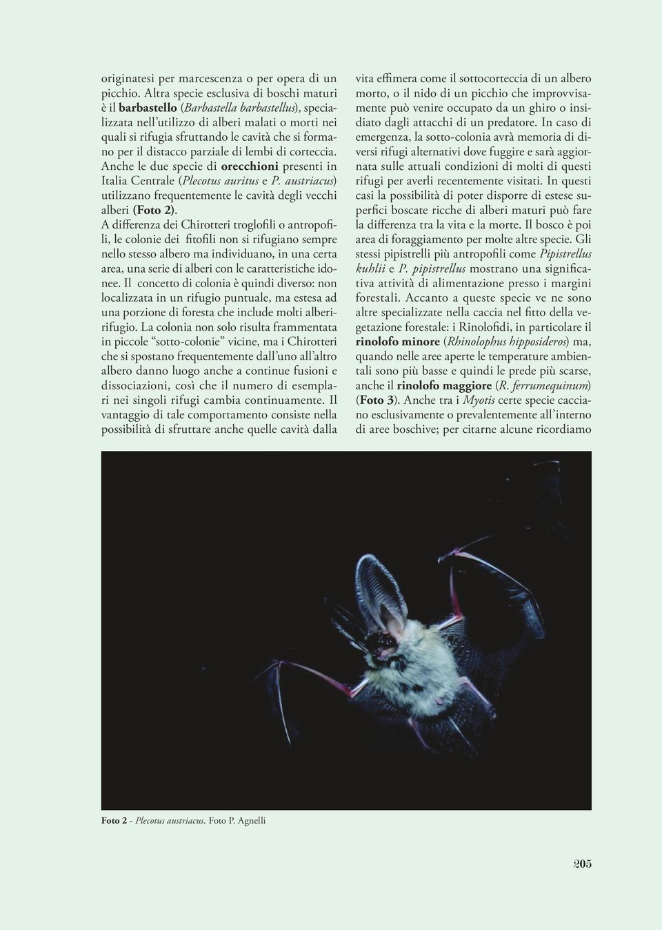 il distacco parziale di lembi di corteccia. Anche le due specie di orecchioni presenti in Italia Centrale (Plecotus auritus e P.