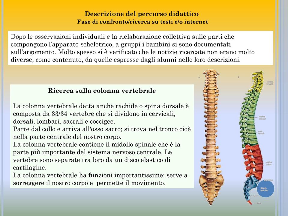 Ricerca sulla colonna vertebrale La colonna vertebrale detta anche rachide o spina dorsale è composta da 33/34 vertebre che si dividono in cervicali, dorsali, lombari, sacrali e coccigee.
