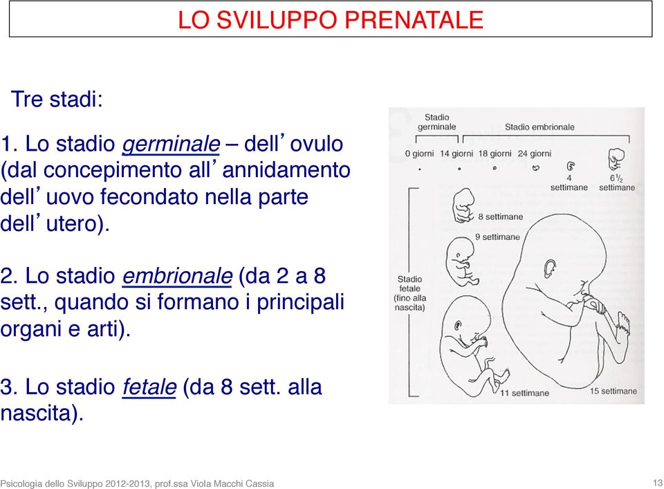 nella parte dell utero). 2. Lo stadio embrionale (da 2 a 8 sett.