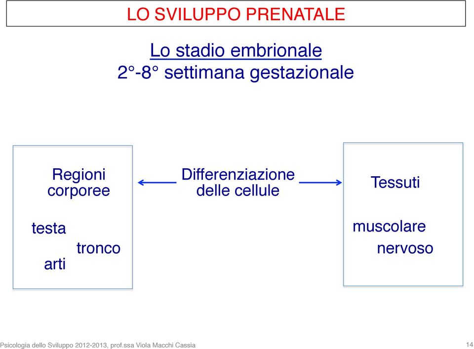 Differenziazione delle cellule Tessuti testa arti tronco muscolare