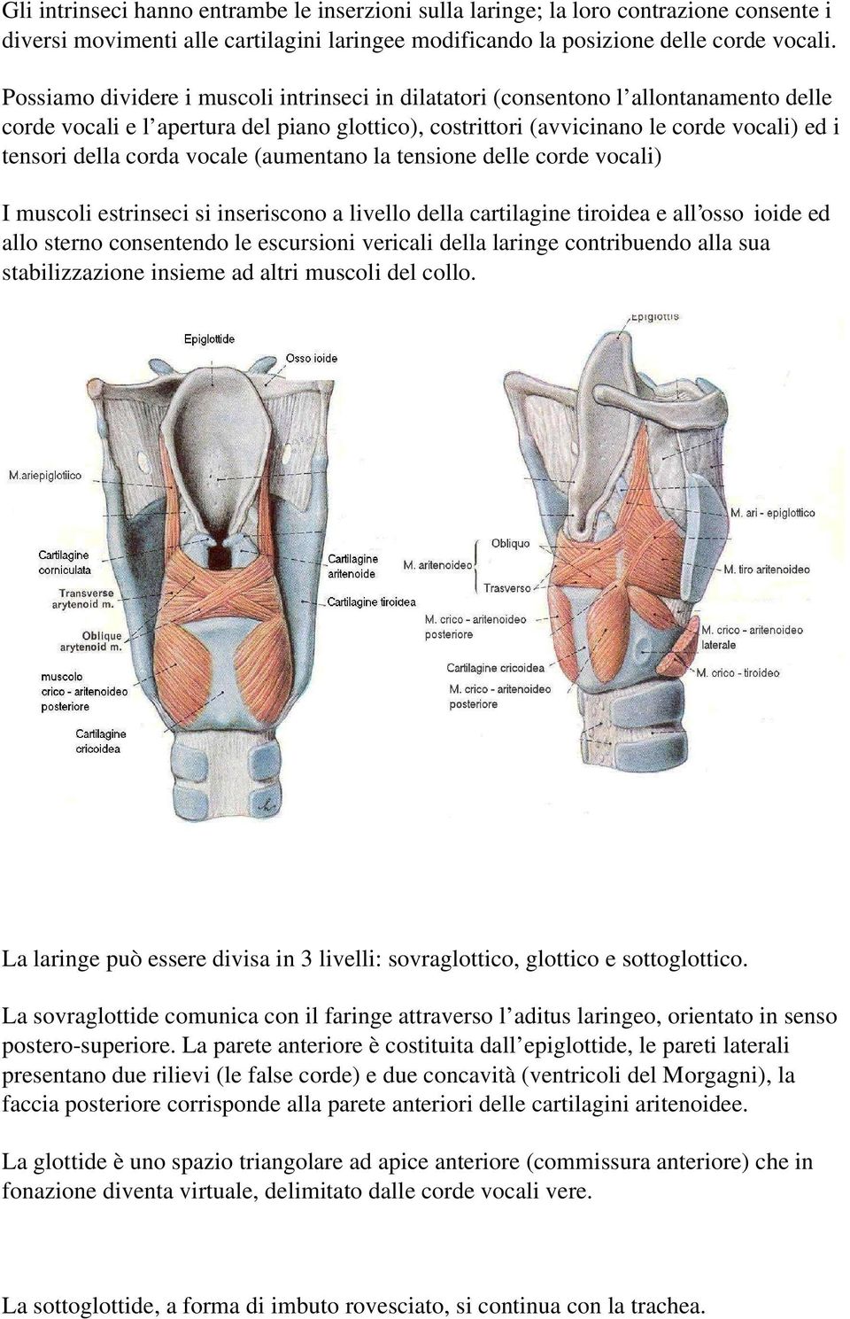 corda vocale (aumentano la tensione delle corde vocali) I muscoli estrinseci si inseriscono a livello della cartilagine tiroidea e all osso ioide ed allo sterno consentendo le escursioni vericali